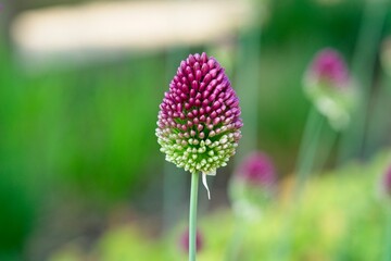 Close up of Allium sphaerocephalon a plant species in the Amaryllis family also known as drumstick allium