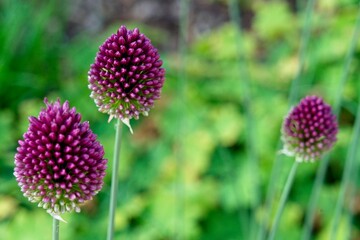 Close up of Allium sphaerocephalon a plant species in the Amaryllis family also known as drumstick allium