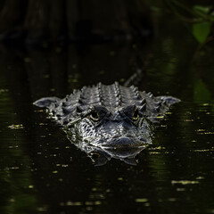 Naklejka premium American Alligator in Dark Water