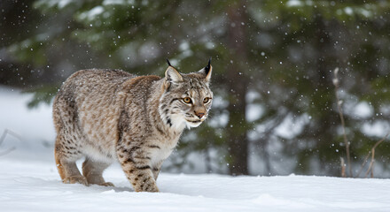 Canada Lynx in Winter Snow