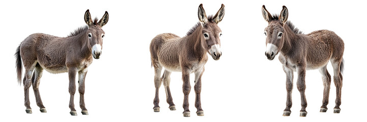 Donkey isolated on transparent background, PNG set