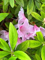 Drops of water on a pink flower and fresh green leaves
