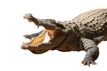 Fototapeta premium Crocodile isolated on white background