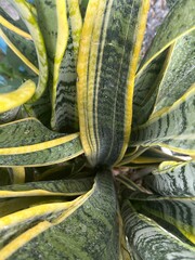 snake plant