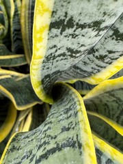 close up of snake plants