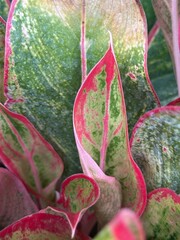red and green leaves