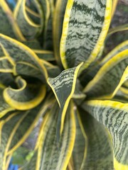 Mother-in-low's tongue, snake plant
