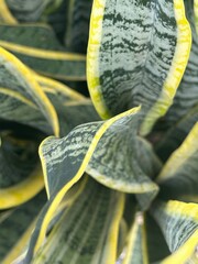 close up of a yellow flower, Snake plants