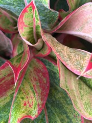 red and green leaves