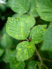 little fly on leaf