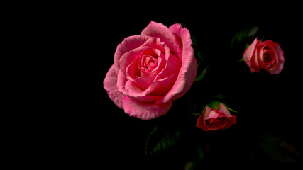 Fototapeta premium Beautiful isolated pink and red rose flowers on black background, perfect for romance and nature's beauty