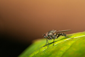 Fly Sitting on a Green Leaf Surface
