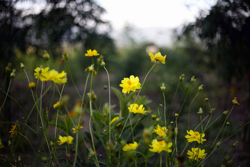 Fototapeta premium Cosmos sulphureous. Yellow flowers