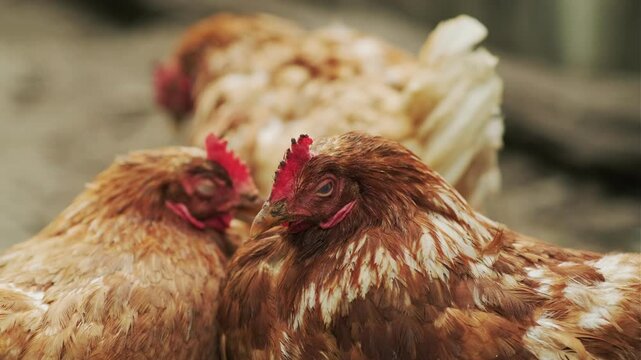Chickens foraging in a farmyard during a sunny afternoon in rural countryside