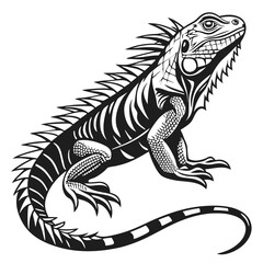 Detailed Black and White Iguana Reptile on Isolated White Background