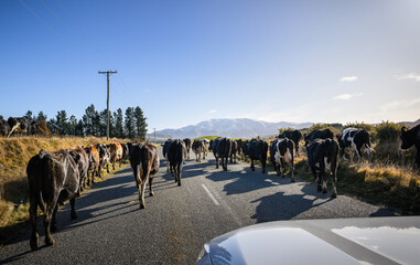 Cows walking on the country road, stopping the traffic. Canterbury, New Zealand.