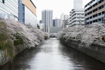 a serene urban river in Japan, lined on both sides by magnificent cherry trees in full, delicate bloom. Modern city buildings rise in the background, creating a captivating contrast between natural be