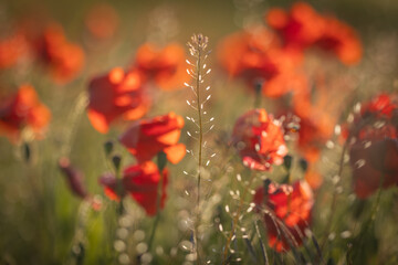 A wildflower meadow in rural Sussex, on a sunny summer's evening