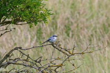 Raubwürger (Lanius excubitor)