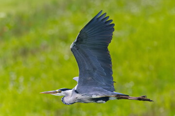 Graureiher im Flug über eine Wiese
