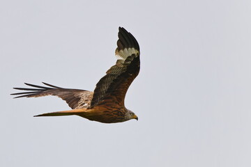 Rotmilan (Milvus milvus) bei der Jagd	