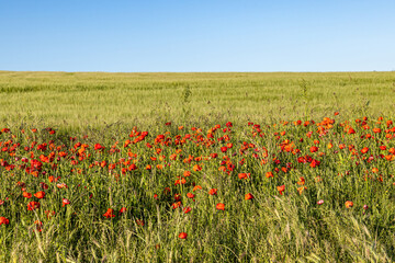 Poppies growing at the edge of farmland in Sussex, with crops behind