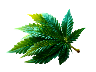 Single fresh cannabis leaf with serrated edges, deep green tone, isolated on transparent background --ar 4:3 --v 7.0 --p 537mr6h --s 250