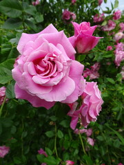 pink roses in garden