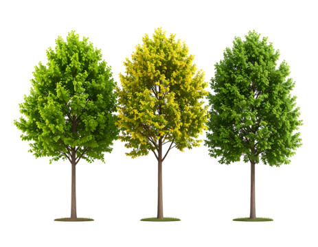 Three trees showcasing seasonal color changes