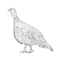 Fototapeta premium A ruffled turkey with a fluffy tail, domestic farm bird, black and white ink sketch. Vector illustration. Rustic animals, isolated on a white background. For kitchen, textile, packaging themes