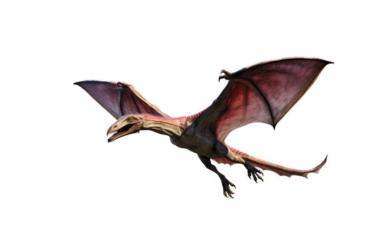 A pterosaur, a flying reptile from the Mesozoic Era, soars through the air with outstretched wings. background removed