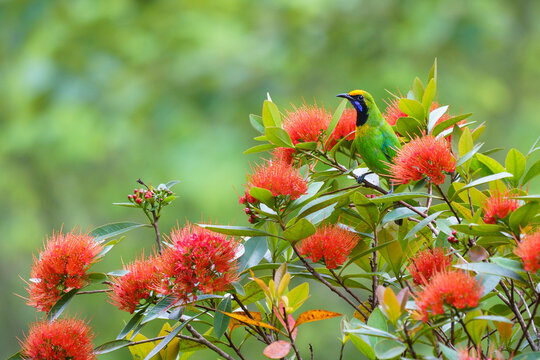 View of wild chloropsis aurifrons or golden-fronted leafbird on orange xanthostemon chrysanthus aka golden penda tree in tropical garden, Thailand