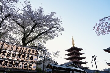 Five-Storied Pagoda at Senso-ji Temple in Asakusa, Tokyo, beautifully framed by delicate cherry blossoms in full bloom. White paper lanterns with Japanese script are visible in the foreground.
