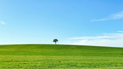 girl on the meadow