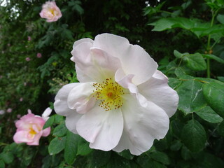 pink and white flowers