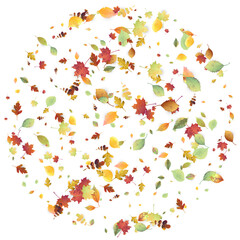 Leaves Falling Autumn Foliage Chaotic Leaf Flying