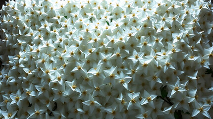 Fototapeta premium Orange tree blossom isolated transparent png. White calamondin citrus flowers and buds bunch. Fleur d'oranger bloom. Neroli fragrant flower. Beautiful azahar flowering closeup