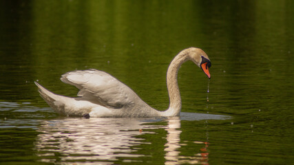 swan on the lake