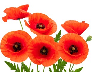 Obraz premium Vibrant red poppy blossoms