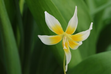 Erythronium multiscapoldeum