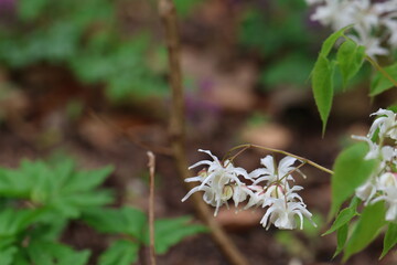 Epimedium grandiflorum