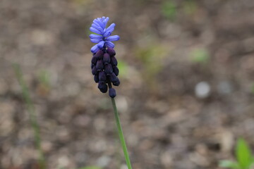 Muscari latifolium