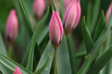 Tulpa aucheriana x humilis