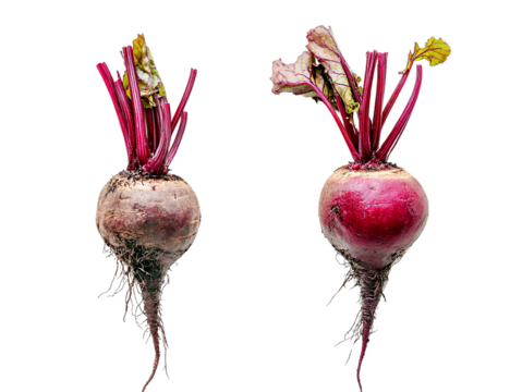 Two fresh beetroots with greens root vegetables isolated on transparent PNG