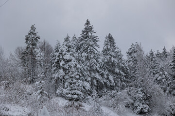 Obraz premium alberi coperti dalla neve in una foresta naturale di montagna, in Slovenia, di pomeriggio, sotto un cielo nuvoloso e grigio, in inverno