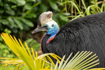 close up of a Southern cassowary or double-wattled cassowary, Casuarius casuarius, resting in the undergrowth