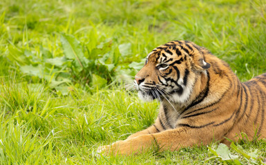 close up of a captive Sumatran tiger, Panthera tigris sondaica resting on green grass