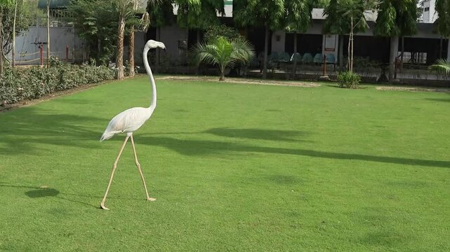 pink flamingo in the grass