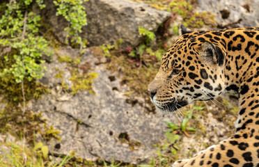 portrait of Jaguar Panthera Onca in captive habitat