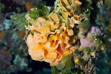 Briozoo Reteporella grimaldi, conosciuta come trina di mare